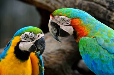 Bir çift mavi-sarı ve Hariquin Macaw güzel bir hareketle karşı karşıya, papağan kuşu.