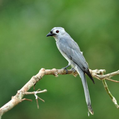 Güzel Ashy Drongo kuşu (Dicrurus lucphaeus)