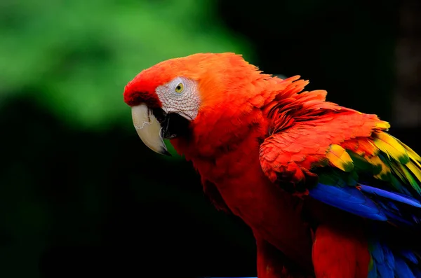 Czerwona Szkarłatna Macaw Ukazująca Swój Wielki Detal Jako Najlepsze Ujęcie — Zdjęcie stockowe