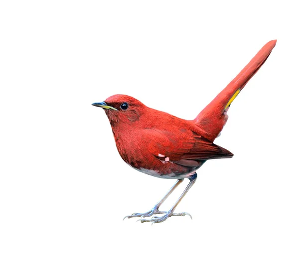 Pássaro Vermelho Bonito Cor Extravagante Redstart Barriga Branca Isolado Fundo — Fotografia de Stock