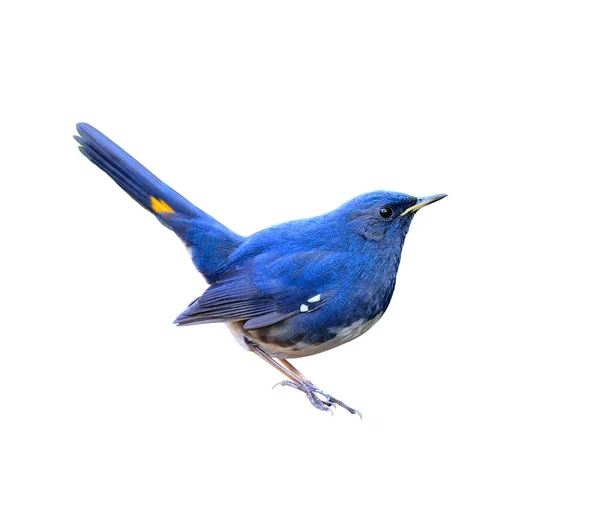 美丽的蓝鸟 白腹红鹤 Hodgsonius Phoenicuroides 尾巴向上移动 — 图库照片