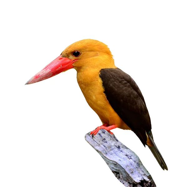Bright Color Brown Winged Kingfisher Perching Top Branch Isolated White — Stock Photo, Image