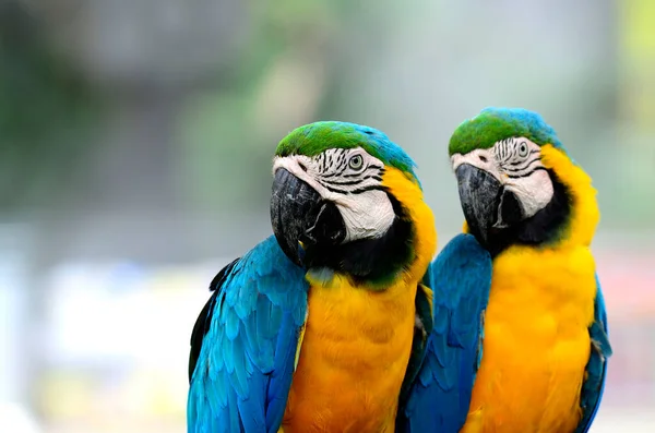 Dulce Par Guacamayos Azules Amarillos Romántico Momento Encantador Pájaro Guacamayo — Foto de Stock