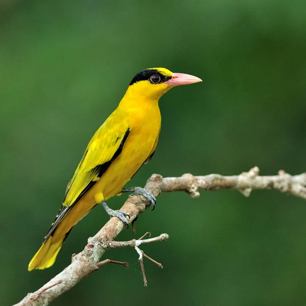 Krásný Oriol Černými Šíji Barevný Jasně Žlutý Pták Oriolus Chinensis — Stock fotografie
