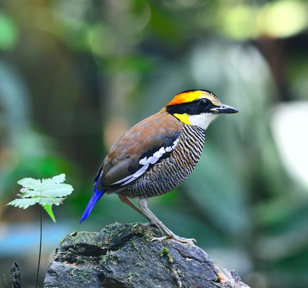 สวยงามของนก Pitta Banded Pitta Guajana — ภาพถ่ายสต็อก
