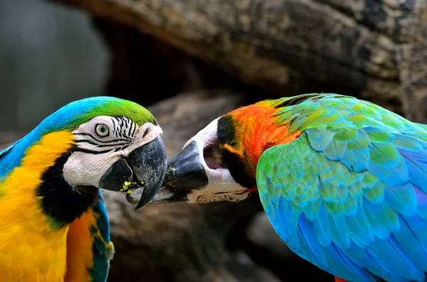 Beijo Curto Blue Yellow Hariquin Macaw Macaw Bird — Fotografia de Stock