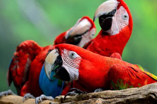 Portrait Naughty Green Winged Macaw Red Apow His Family — стоковое фото