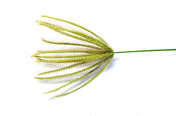 A bloom grass flower with rays axes