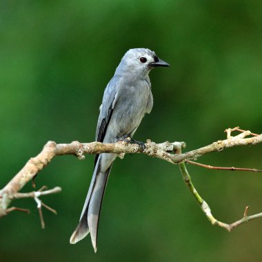 Ashy Drongo (Dicrurus leucphaeus) ince gri renkli kuş güzel bir dala tünemiş.