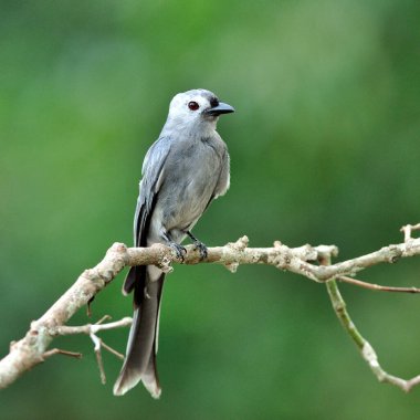 Ashy Drongo (Dicrurus leucphaeus) güzel bir dala tünemiş güzel gri kuş.