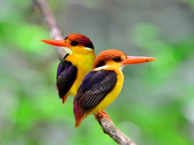 Güzel bir çift siyah sırtlı Kingfisher, ceyx erithacus, Kaeng Krachan Ulusal Parkı 'ndan alınan asma dalına tünemiş çok renkli kuş, kuş.