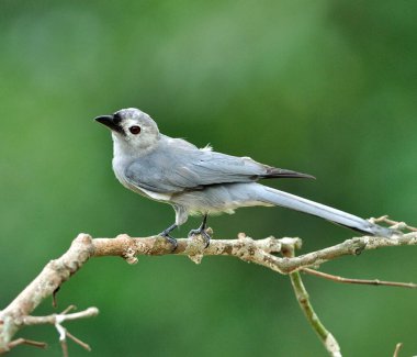 Güzel Ashy Drongo kuşu (Dicrurus lucphaeus) dalında hoş bir hareketle