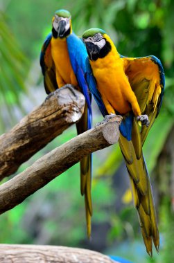 Mavi ve Altın bir makav sarı tüylerini gösteriyor, kütüğün üzerinde birlikte tüneyerek.