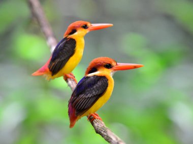 Bir çift siyah sırtlı Kingfisher, ceyx erithacus, Kaeng Krachan Ulusal Parkı 'ndan alınan asma dalına tünemişler.