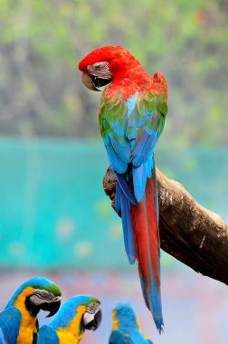 Best action with back details of Green wing macaw, green-winged macaw, red green blue macaw, green wings macaw, red macaw clipart