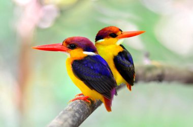 Kara sırtlı Kingfisher, Ceyx erithacus 'ün yakın plan fotoğrafı. Temiz bir geçmişi olan bambuya tünemiş güzel bir tünek.