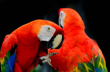 Kızıl bir papağan, kırmızı papağan, ayaklarını siyah arka planda başka bir papağanla bir arada gösteriyor.