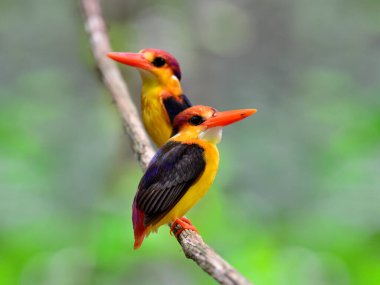 Bir çift siyah sırtlı Kingfisher, ceyx erithacus, Kaeng Krachan Ulusal Parkı 'ndan alınan asma dalına tünemiş.
