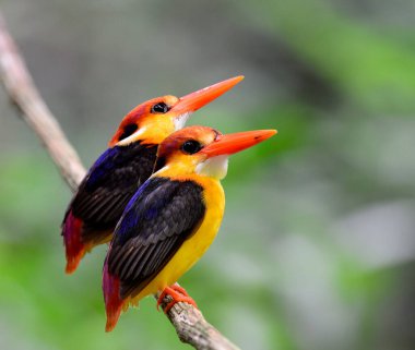 Kara sırtlı Kingfisher kuşları dalda birlikte tünediler. 