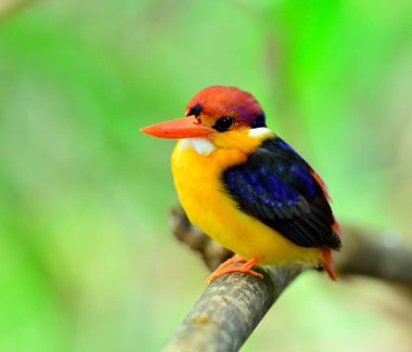 Kara sırtlı Kingfisher, Ceyx erithacus, tatlı ve küçük renkli bir balıkçı, Tayland 'ın kuşu.