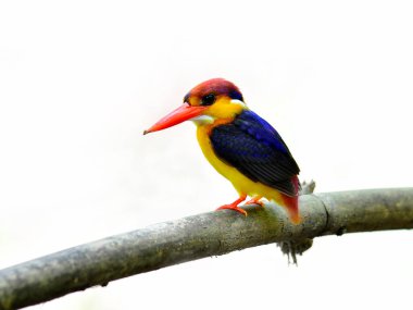 Siyah sırtlı Kingfisher, Ceyx erithacus, çok renkli şirin bir balıkçı, kuş, beyaz arka planda izole edilmiş... 