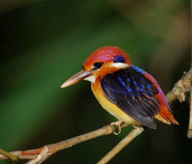Siyah sırtlı Kingfisher, Ceyx erithacus, küçük şirin ve çok renkli bir kuş, Tayland kuşu, canlı renkli.