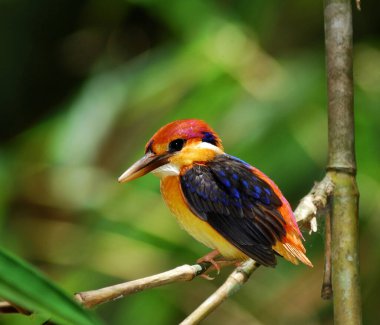 Siyah sırtlı Kingfisher, Ceyx erithacus, küçük şirin ve çok renkli bir kuş, Tayland kuşu izole edilmiş beyaz arka planda.