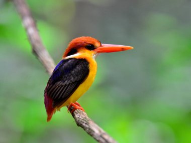 Kara sırtlı Kingfisher, Ceyx Erithacus, Kaeng Krachan Ulusal Parkı 'ndan alınan asma dalına tünemiş.