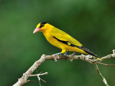 Siyah peçeteli Oriole, güzel parlak sarı kuş (Oriolus chinensis) güzel bir dala tünemiş.