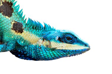 Mavi Kertenkele Başı yakın plan beyaz arkaplan üzerinde izole (lacerta viridis), renkli kertenkele