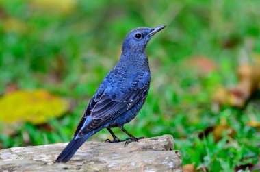 Mavi Kaya Ardıcı (Monticola solitarius) yeşil çimenli arka planla kütüğün üzerinde duruyor