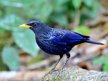 Mavi ıslık çalan Thrush (monticola solitarius) yeşil çevreyle kütüğün üzerinde duran koyu mavi kuş