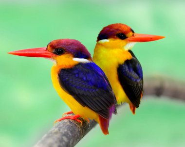 Kara sırtlı Kingfisher 'ın, açık yeşil arka planı, siyah sırtlı Kingfisher' ın, kuş avcısının,
