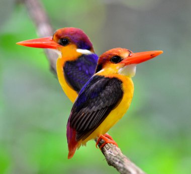 Kara sırtlı Kingfisher 'ın açık yeşil arka planda birlikte tünediği, siyah sırtlı Kingfisher' ın, kuş avcısının,
