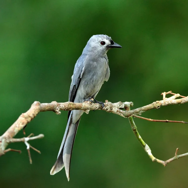 Ashy Drongo Dicurus Leucphaeus 素敵な枝に突き出た細い灰色の鳥 — ストック写真