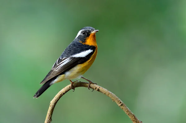 Ένα Χαριτωμένο Μικροσκοπικό Mugimaki Flycatcher Στο Κλαδί Καμπύλη — Φωτογραφία Αρχείου