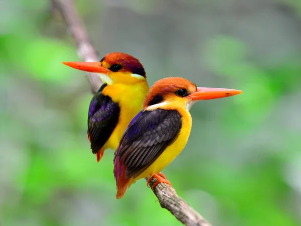 Ein Reizendes Paar Schwarzrückeneisvogel Ceyx Erithacus Ein Mehrfarbiger Vogel Der — Stockfoto