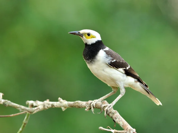 Schöner Sternschnuppenvogel Sturnus Nigricollis Steht Auf Dem Ast — Stockfoto