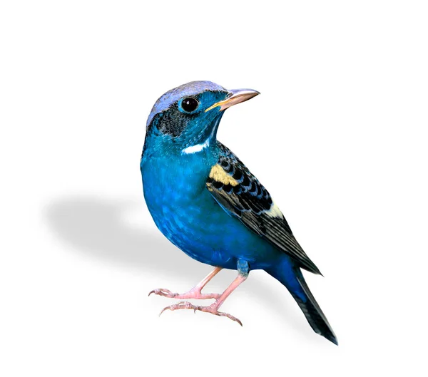Güzel Mavi Kuş Beyaz Arka Planda Tek Başına Duruyor — Stok fotoğraf