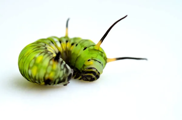 Líný Cuty Zelený Motýl Červ Leží Bílém Pozadí — Stock fotografie