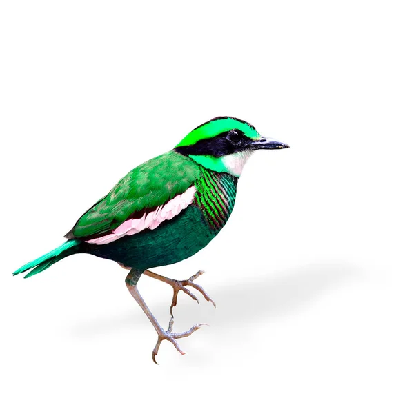 Hermoso Pájaro Verde Lujo Transparencia Color Banded Pitta —  Fotos de Stock