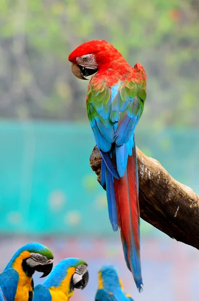 Beste Aktion Mit Rückendetails Von Grünflügel Ara Grünflügel Ara Rot — Stockfoto