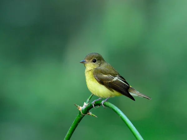 Schöner Gelber Vogel Weibchen Des Gelbrumpelschnäppers Ficedula Zathopygia Der Auf — Stockfoto