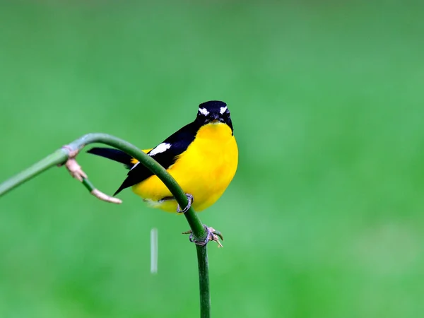 Beautiful Yellow Bird Male Yellow Rumped Flycatcher Ficedula Zathopygia Taking — Stockfoto
