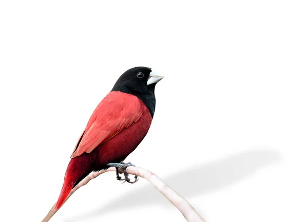 Μαύρο Και Κόκκινο Πουλί Φανταχτερό Χρώμα Μαύρο Κεφάλι Munia — Φωτογραφία Αρχείου