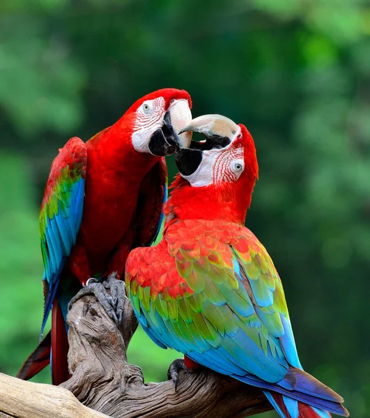 Καλύτερη Βολή Φιλιού Γλυκού Μακάο Πράσινου Φτερωτού Μακάο Κόκκινου Πράσινου — Φωτογραφία Αρχείου