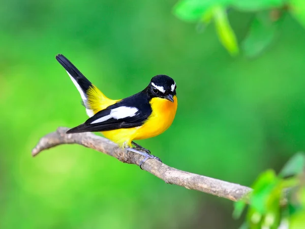 Schöner Gelber Vogel Männchen Des Gelbrumpelschnäppers Ficedula Zathopygia Mit Lustigen — Stockfoto