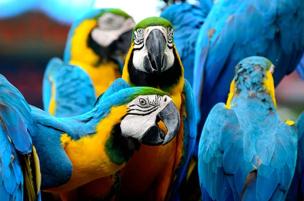 Guacamayo Azul Amarillo Mostrando Adorable Rostro Familia — Foto de Stock