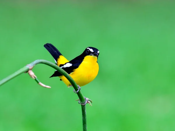 Schöner Gelber Vogel Gelbrumpelschnäpper Ficedula Zathopygia Hockt Auf Schönem Bambuszweig — Stockfoto