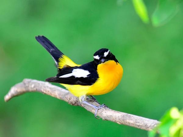 Schöner Gelber Vogel Männchen Des Gelbrumpelschnäppers Ficedula Zathopygia Mit Schönen — Stockfoto